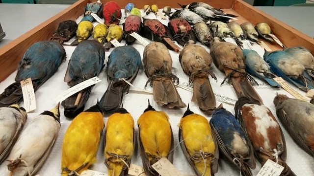 SDSU Bird Collection