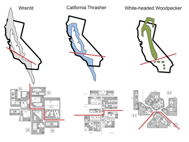 Comparative Phylogeography