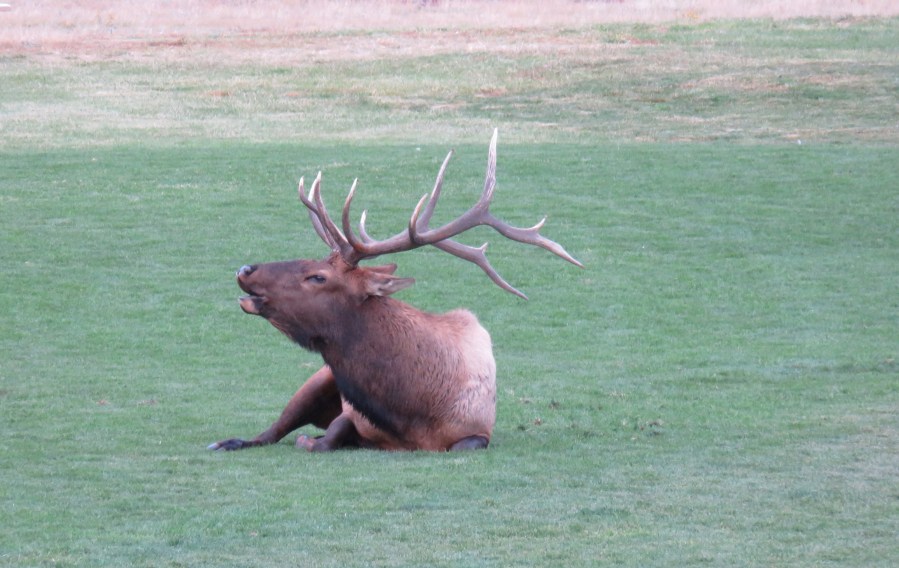 Elk
