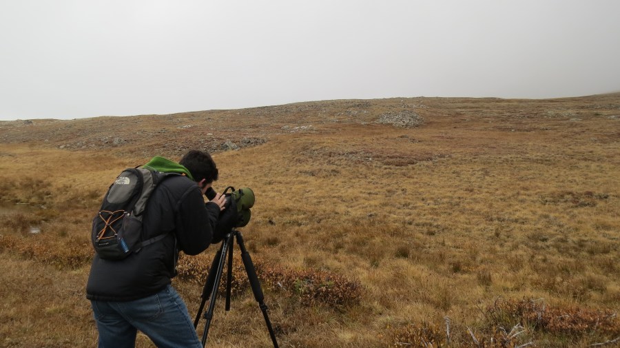 Pascal, watching Ptarmagin