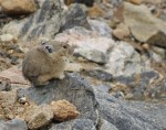 American Pika