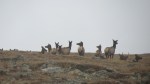 Elk in the Tundra