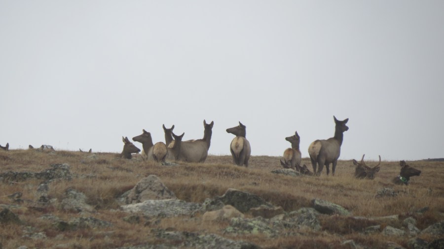 Elk in the Tundra