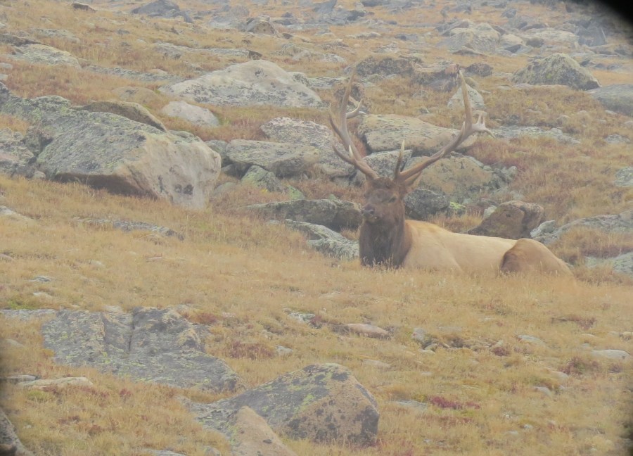 Elk