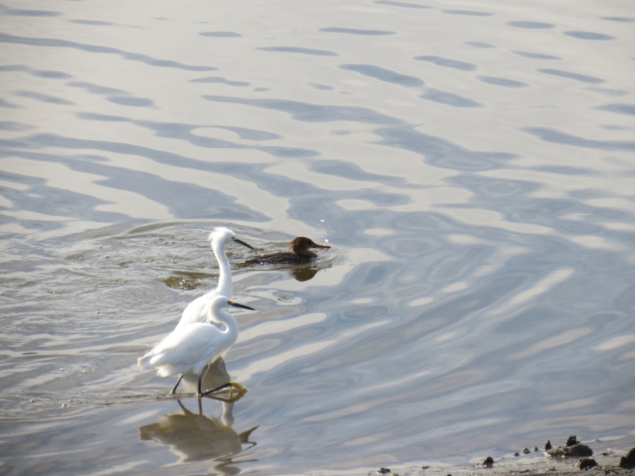Red-breasted Mergansers and Snowy Egret cooperatively hunting, San Diego River Flood Control Channel