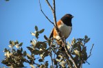 Spotted Towhee, Mission Trails Regional Park