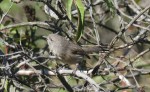 Wrentit, Mission Trails Regional Park