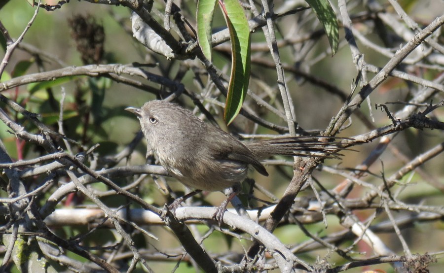 Wrentit, Mission Trails Regional Park