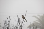 California Thrasher, San Elijio Lagoon