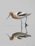 American Avocet, San Elijo Lagoon