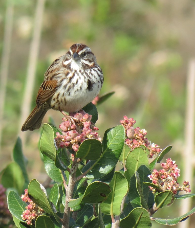Song Sparrow on Lemonadeberry, San Elijo Lagoon