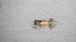 Blue-winged Teal, San Elijo Lagoon