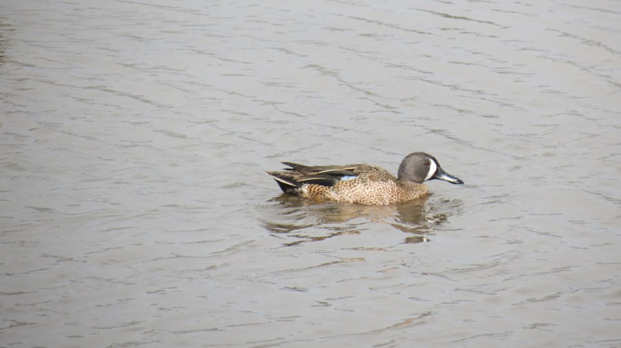 Blue-winged Teal, San Elijo Lagoon