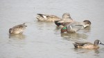 Green-winged Teal, Gadwall, and Blue-winged Teal, San Elijo Lagoon