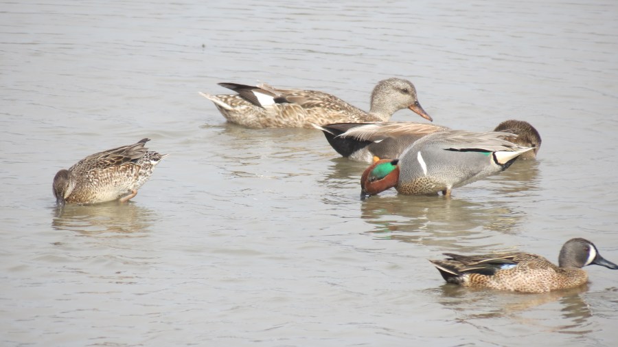 Green-winged Teal, Gadwall, and Blue-winged Teal, San Elijo Lagoon