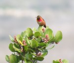 Allen's Hummingbird, San Elijo Lagoon