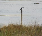 Belted Kingfisher, San Elijo Lagoon