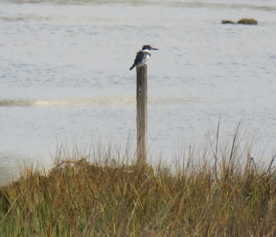 Belted Kingfisher, San Elijo Lagoon