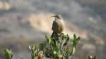 California Thrasher, San Elijo Lagoon