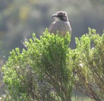 California Thrasher, San Elijo Lagoon