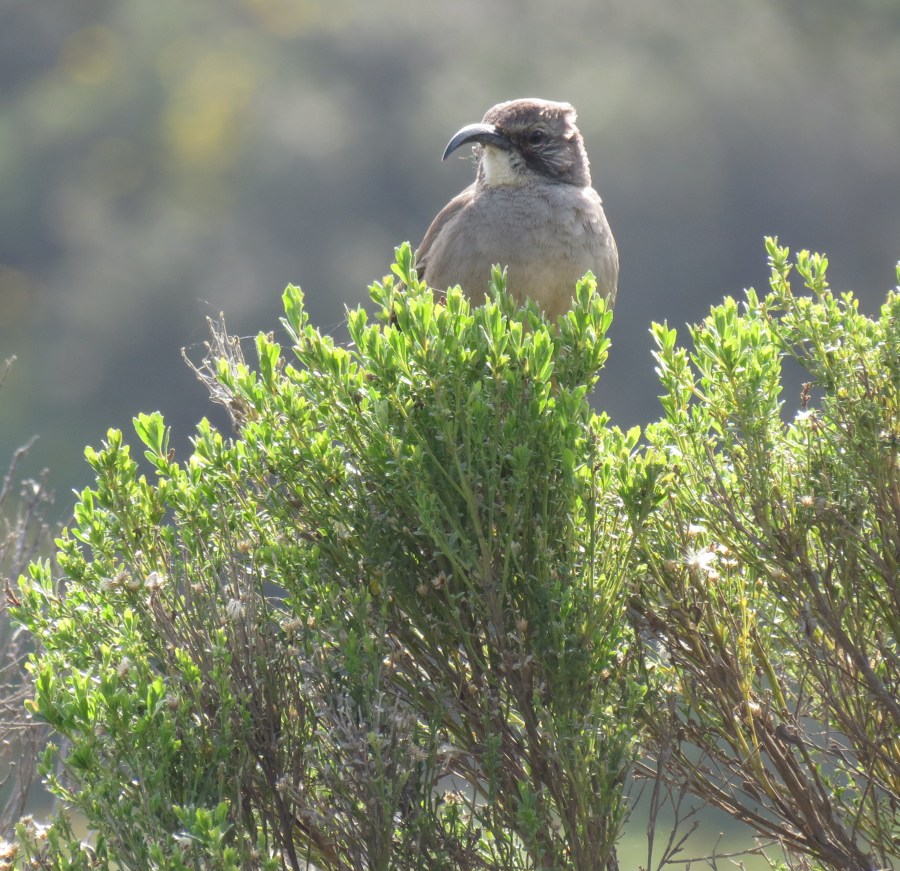California Thrasher, San Elijo Lagoon