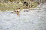 Pied-billed Grebe, San Elijo Lagoon
