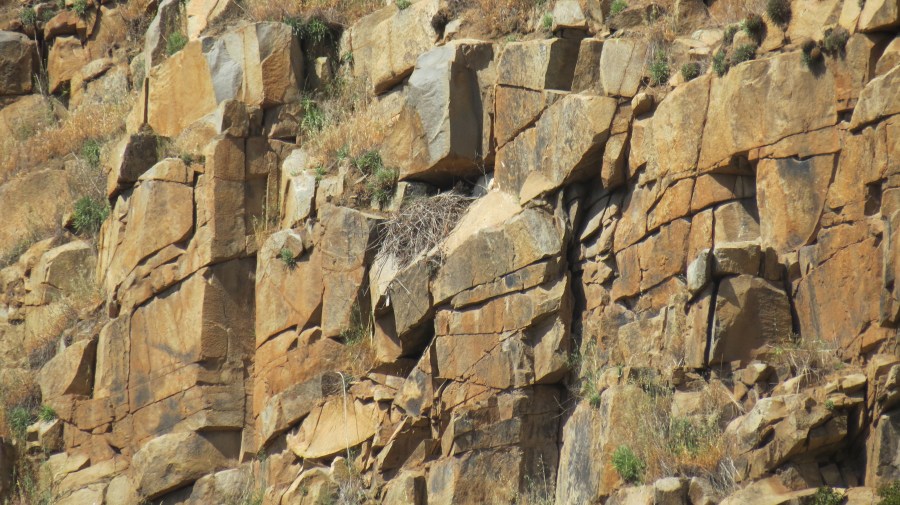 Red-tailed Hawk nest, Mission Trails Regional Park