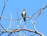 Olive-sided Flycatcher, Mission Trails Regional Park