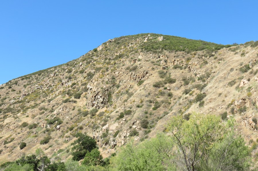 Red-tailed Hawk nest, Red-tailed Hawk nest