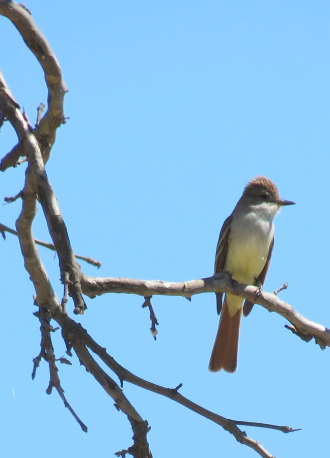 Ash-throated Flycatcher, Mission Trails Regional Park