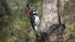 Acorn Woodpecker, Mount Laguna