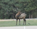 Elk and Black-billed Magpie