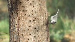 Mountain Chickadee, Mount Laguna