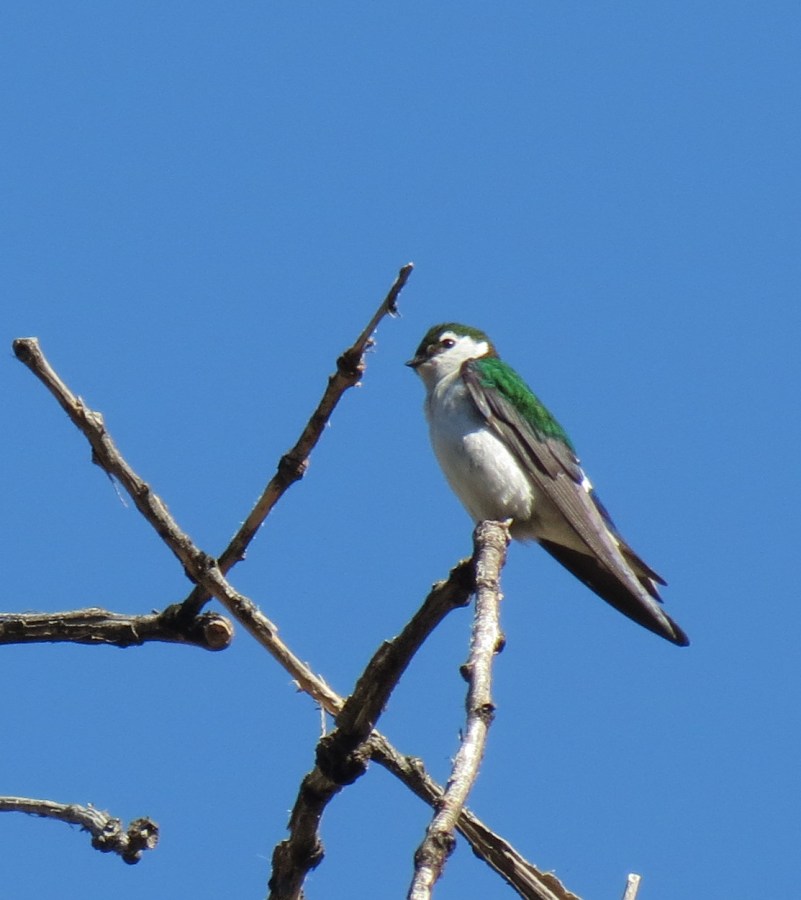 Violet-green Swallow, Laguna Mountains