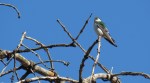 Violet-green Swallow, Laguna Mountains