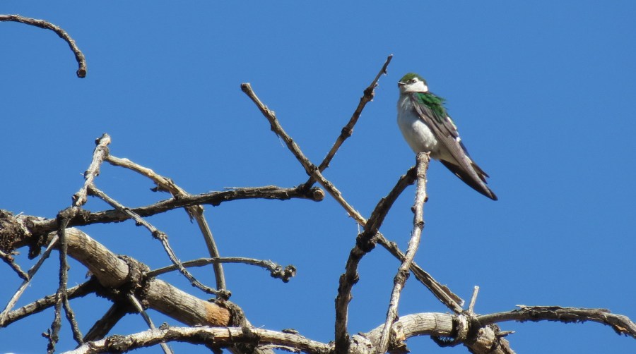 Violet-green Swallow, Laguna Mountains