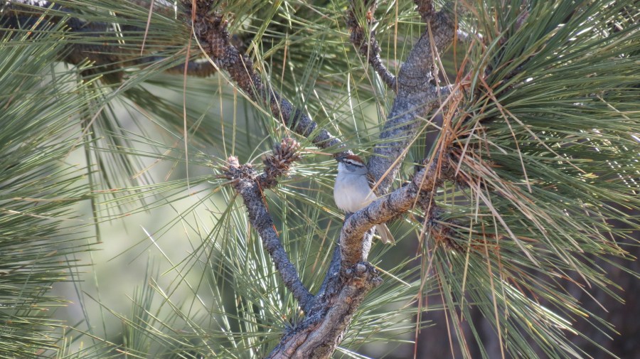 Chipping Sparrow, Laguna Mountains