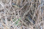 Thamnophis hammondi (Two-striped Garter Snake)