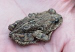 Western or Boreal Toad (Anaxyrus [Bufo] boreas)