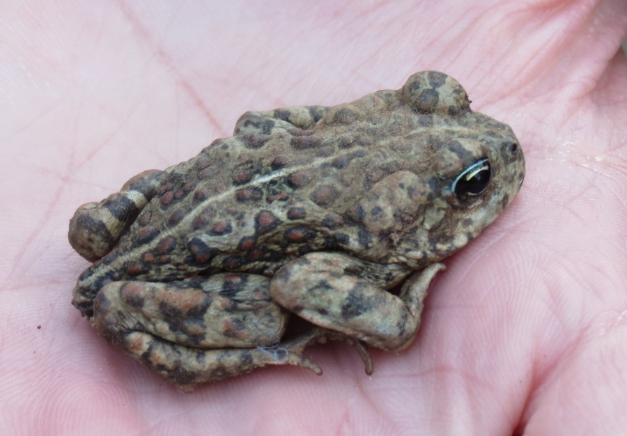 Western or Boreal Toad (Anaxyrus [Bufo] boreas)