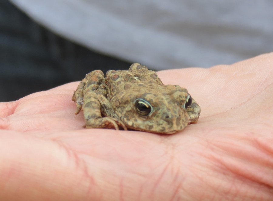 Western or Boreal Toad (Anaxyrus [Bufo] boreas)