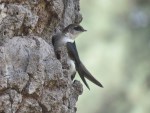 Violet-green Swallow, Mount Laguna