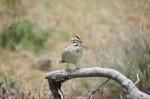 Lark Sparrow, Mount Laguna