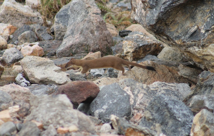 Ermine (or maybe Long-tailed Weasel?)