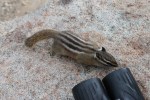Least Chipmunk