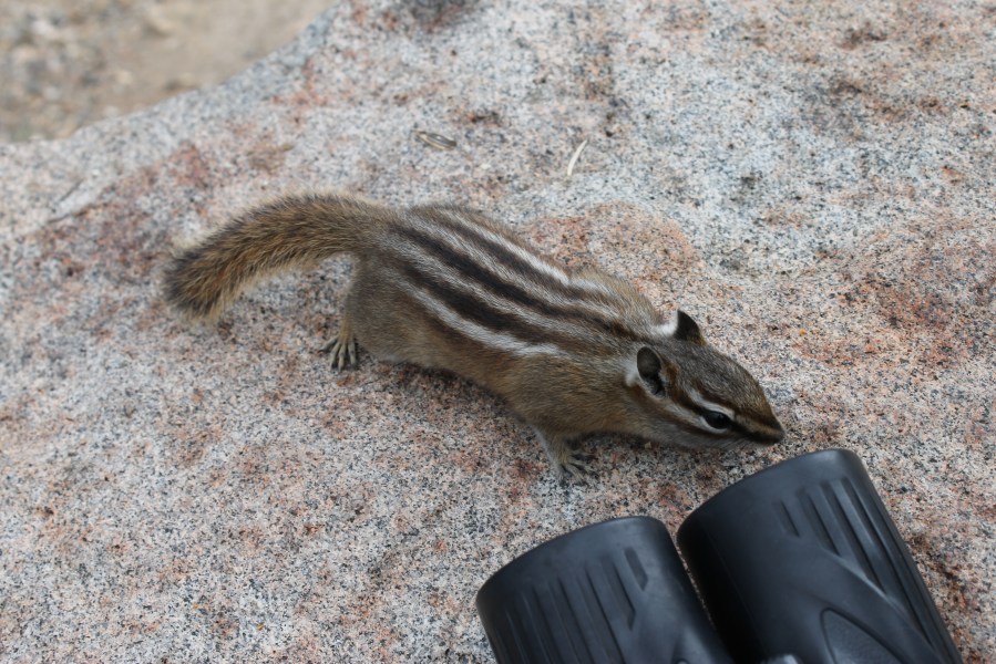 Least Chipmunk