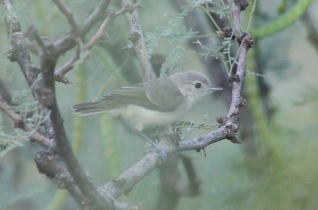Bell's Vireo