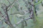 Bell's Vireo
