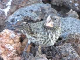 Large Ground Finch