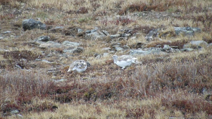 White-tailed Ptarmagin